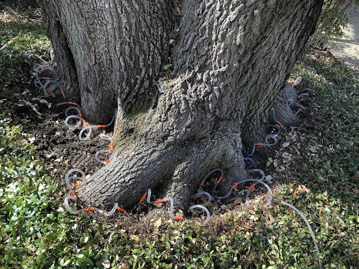 Detailed Tree Cabling and Bracing job site in Langston