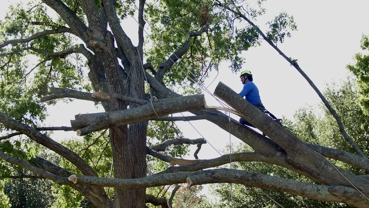 Professional Crown Thinning performed by certified arborists in Langston