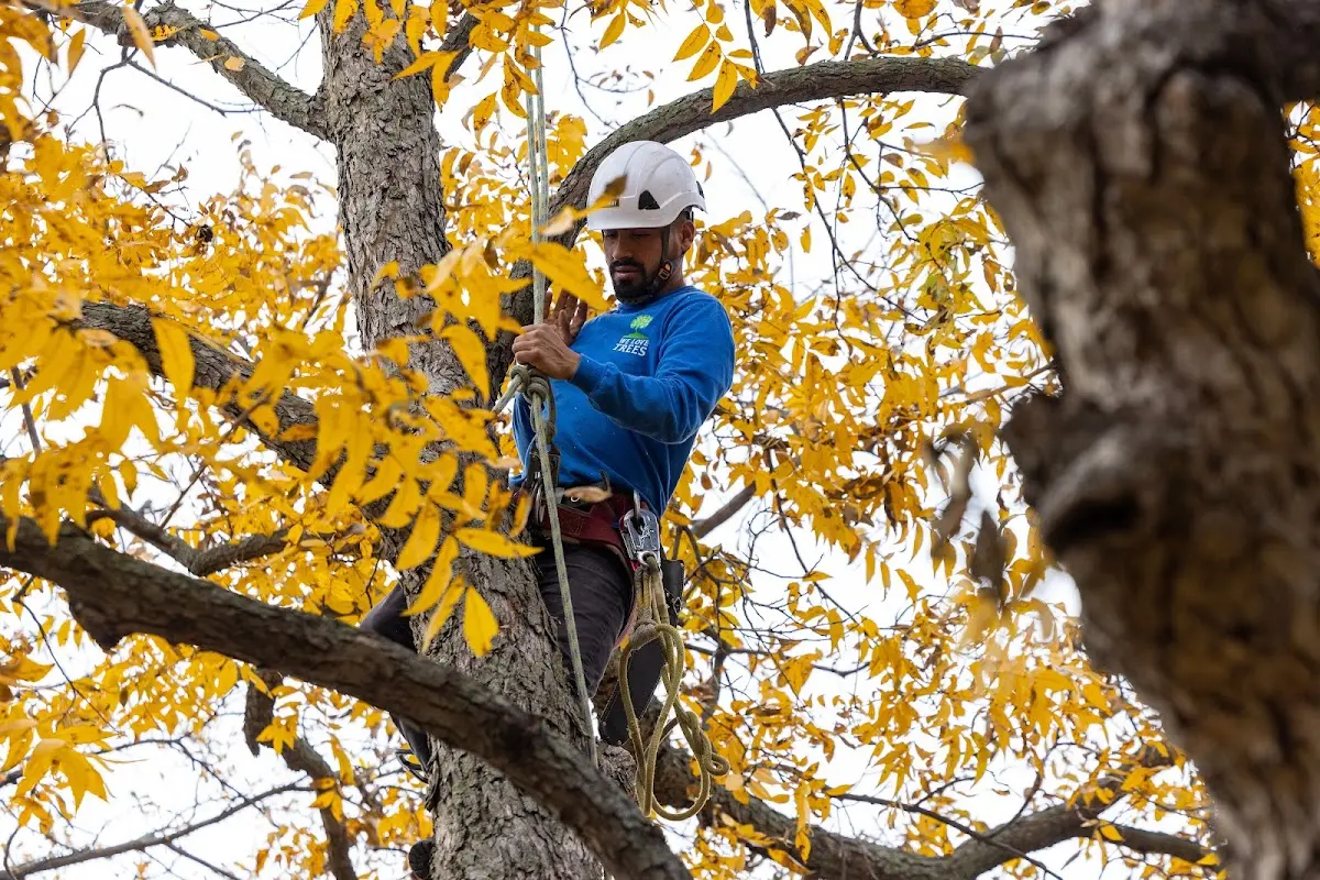 Skilled Tree Planing crew working in Langston